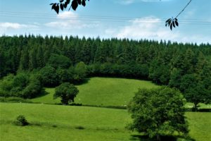 Mid Wales Forest Walk - 5