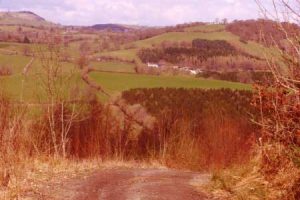 Mid Wales Forest Walk - SDC11214